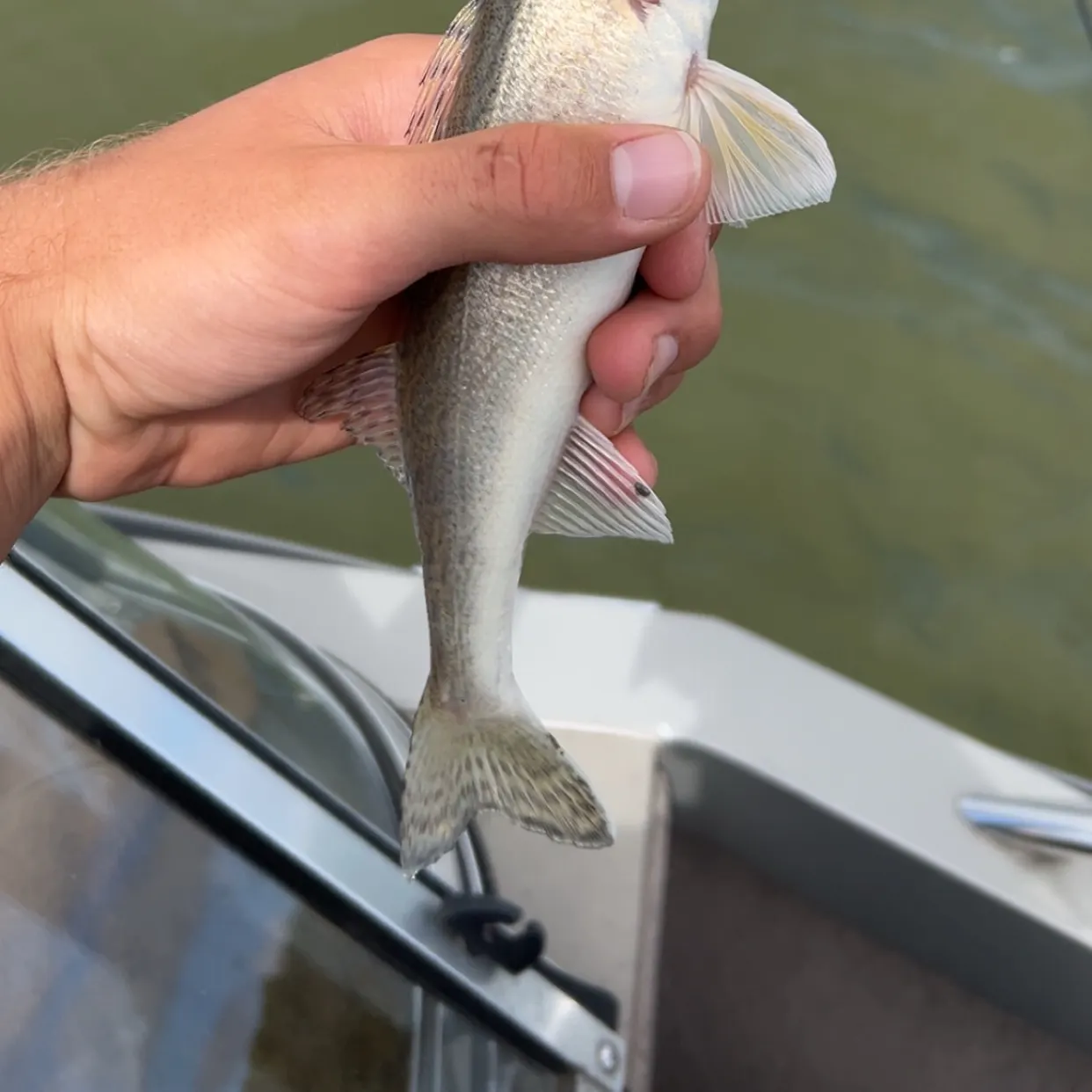 Walleye caught on Fishbrain
