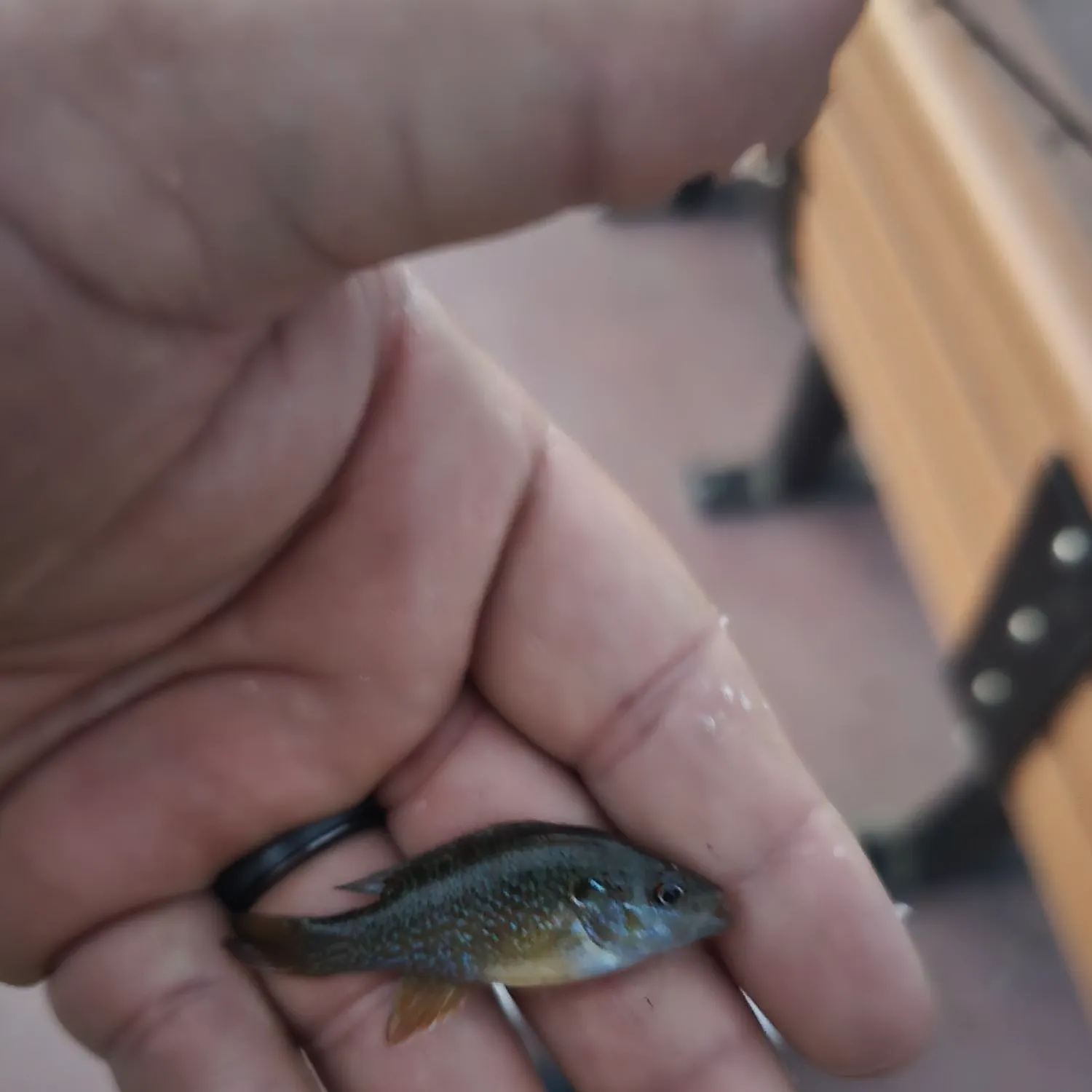 Bluegill caught on Fishbrain
