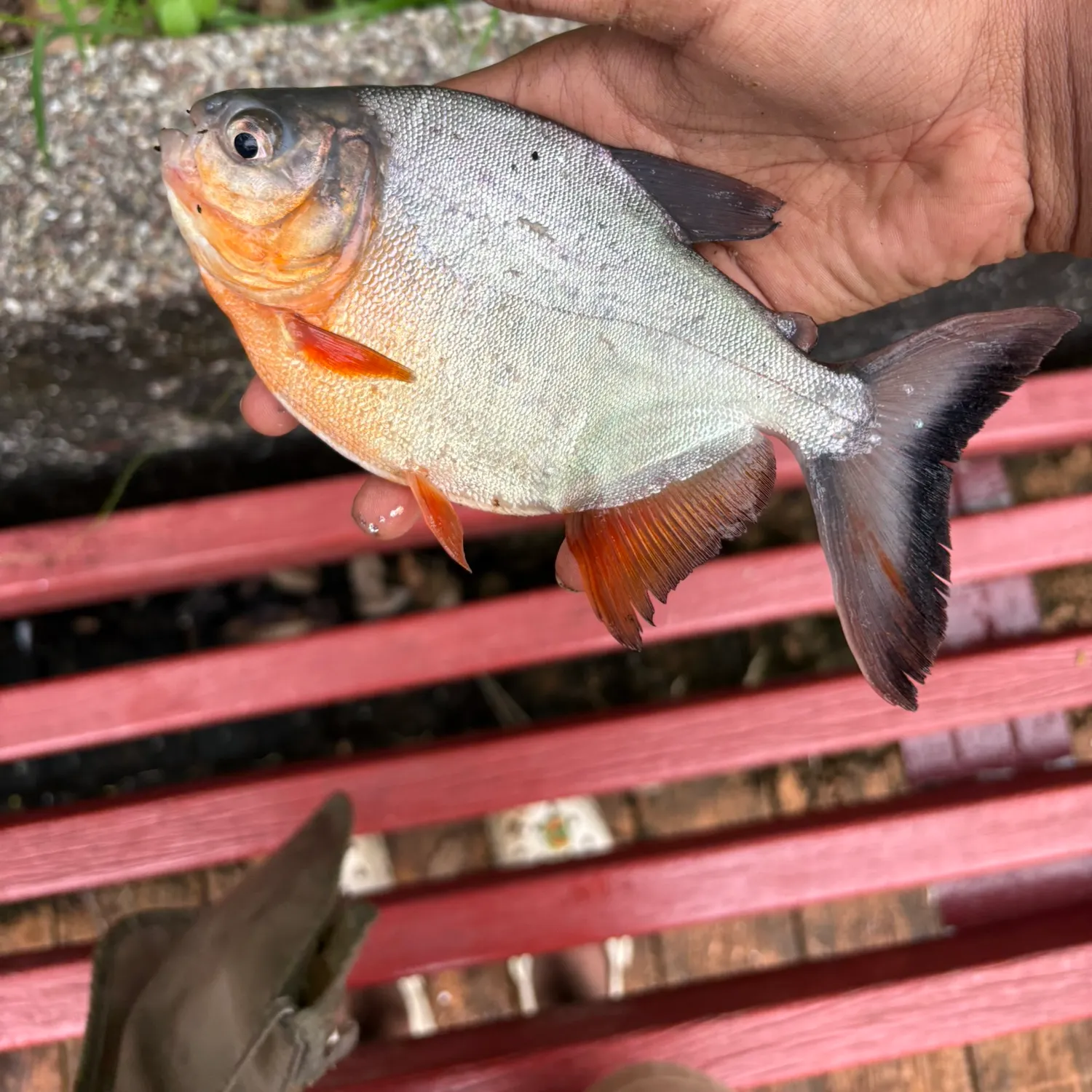The most recent Red-bellied pacu catches on Fishbrain