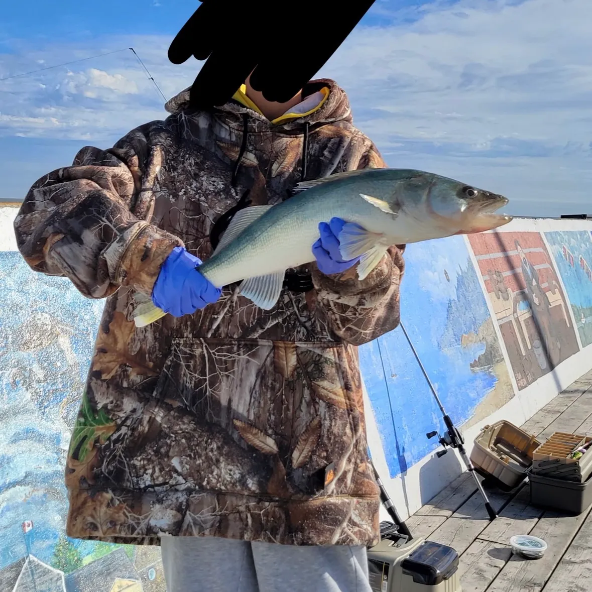 Walleye caught on Fishbrain