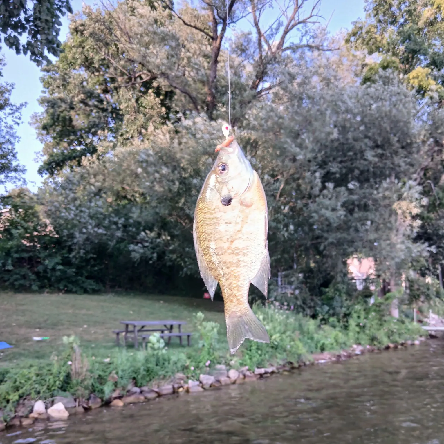 Bluegill caught on Fishbrain