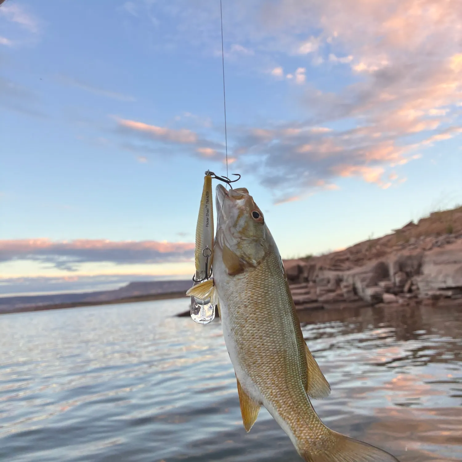 Smallmouth bass caught on Fishbrain