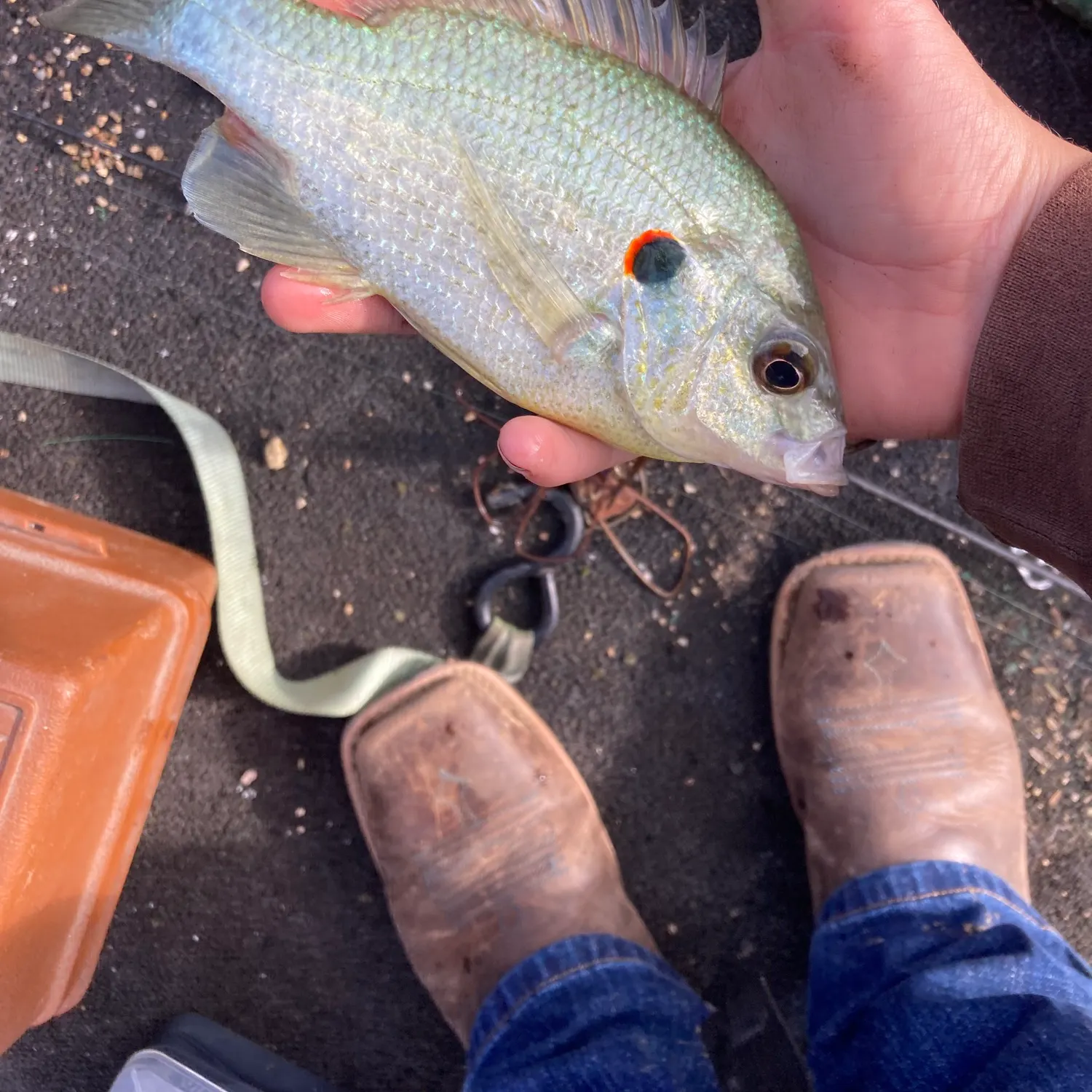 Redear sunfish caught on Fishbrain