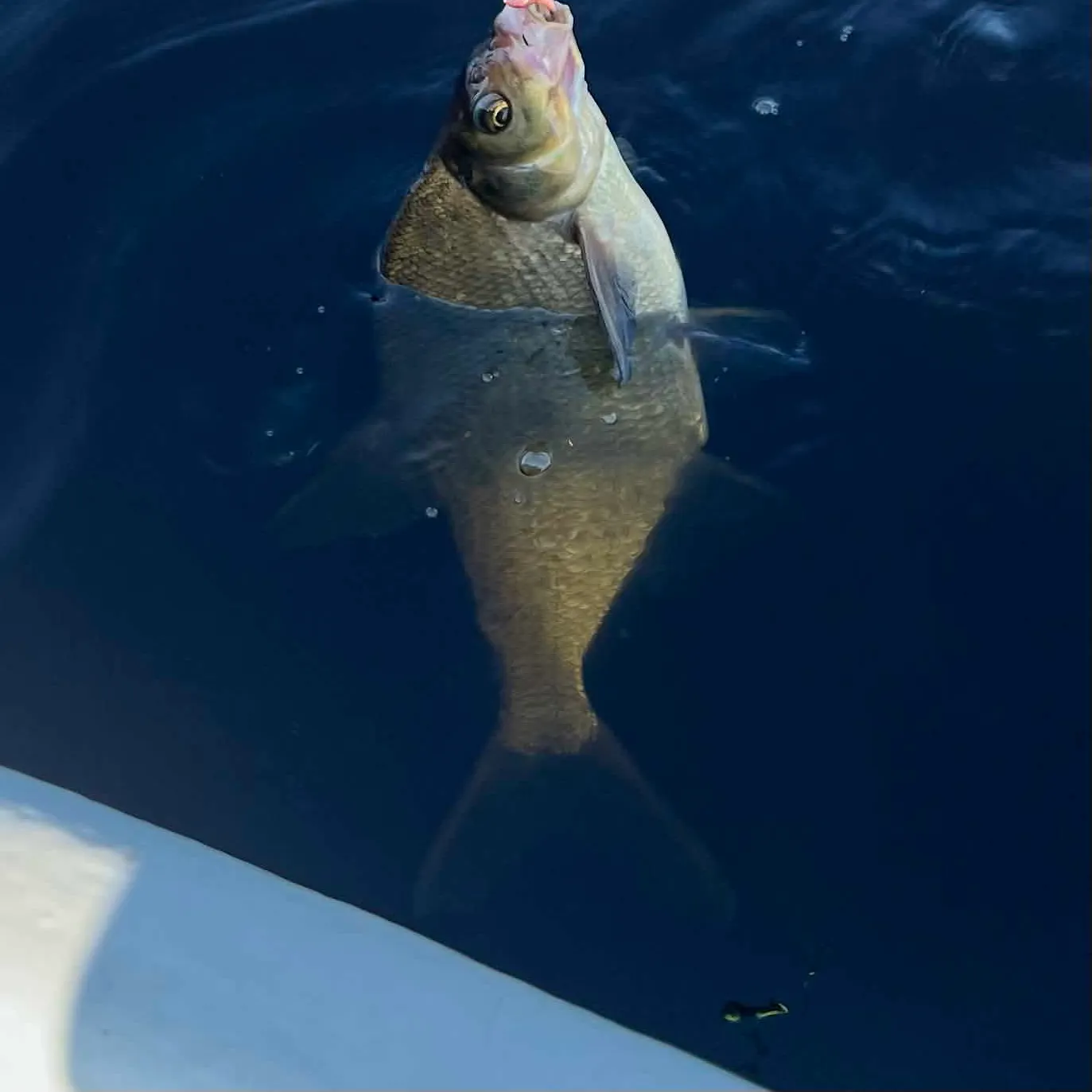 Common bream caught on Fishbrain
