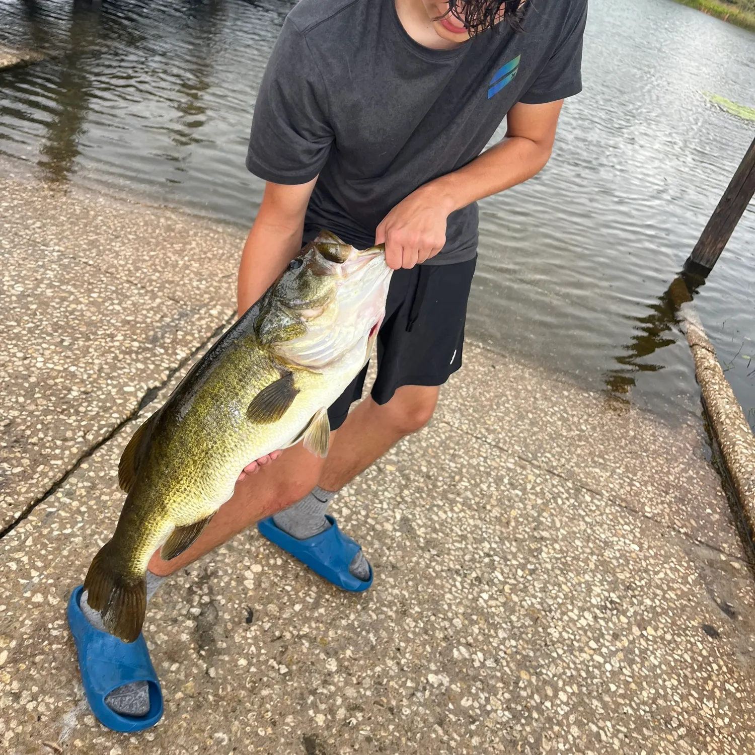 Largemouth bass caught on Fishbrain