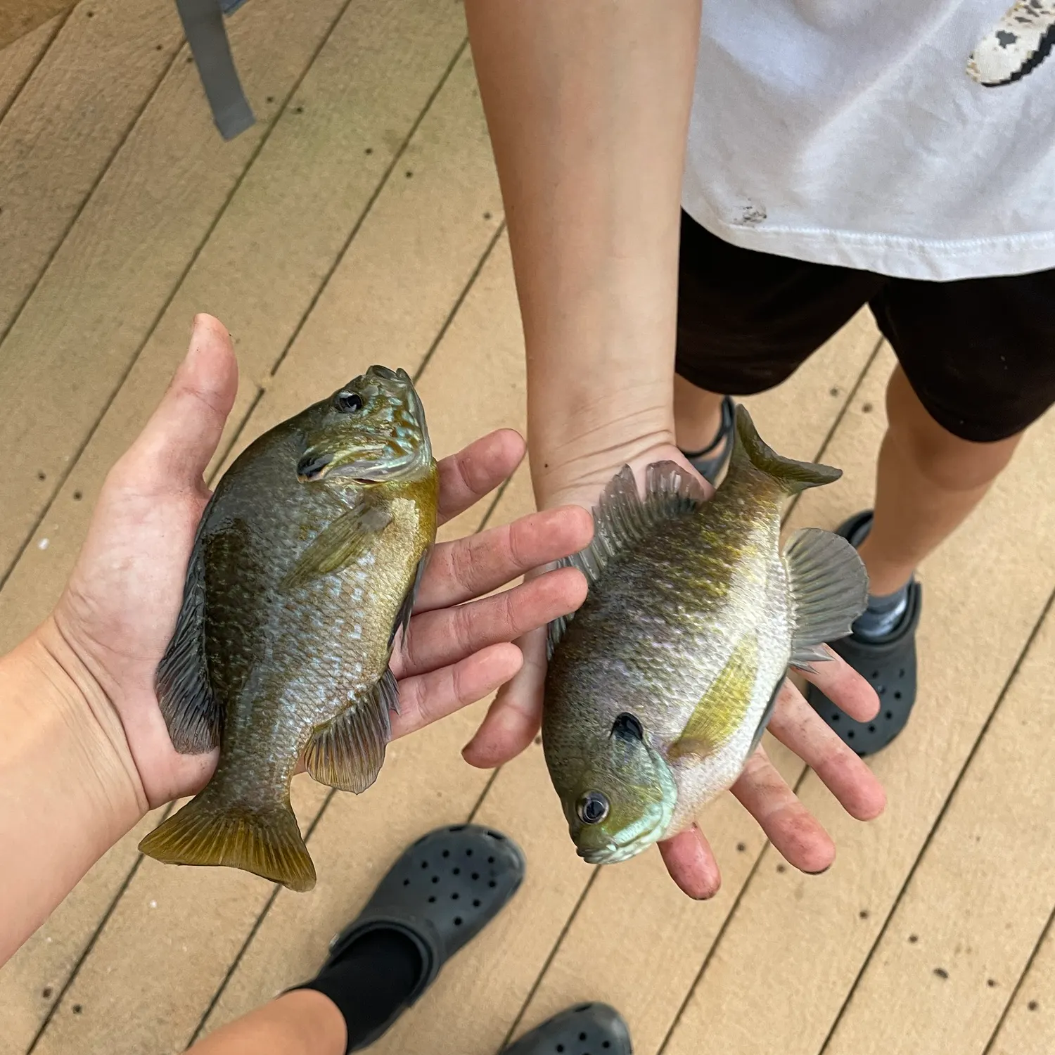 Bluegill caught on Fishbrain