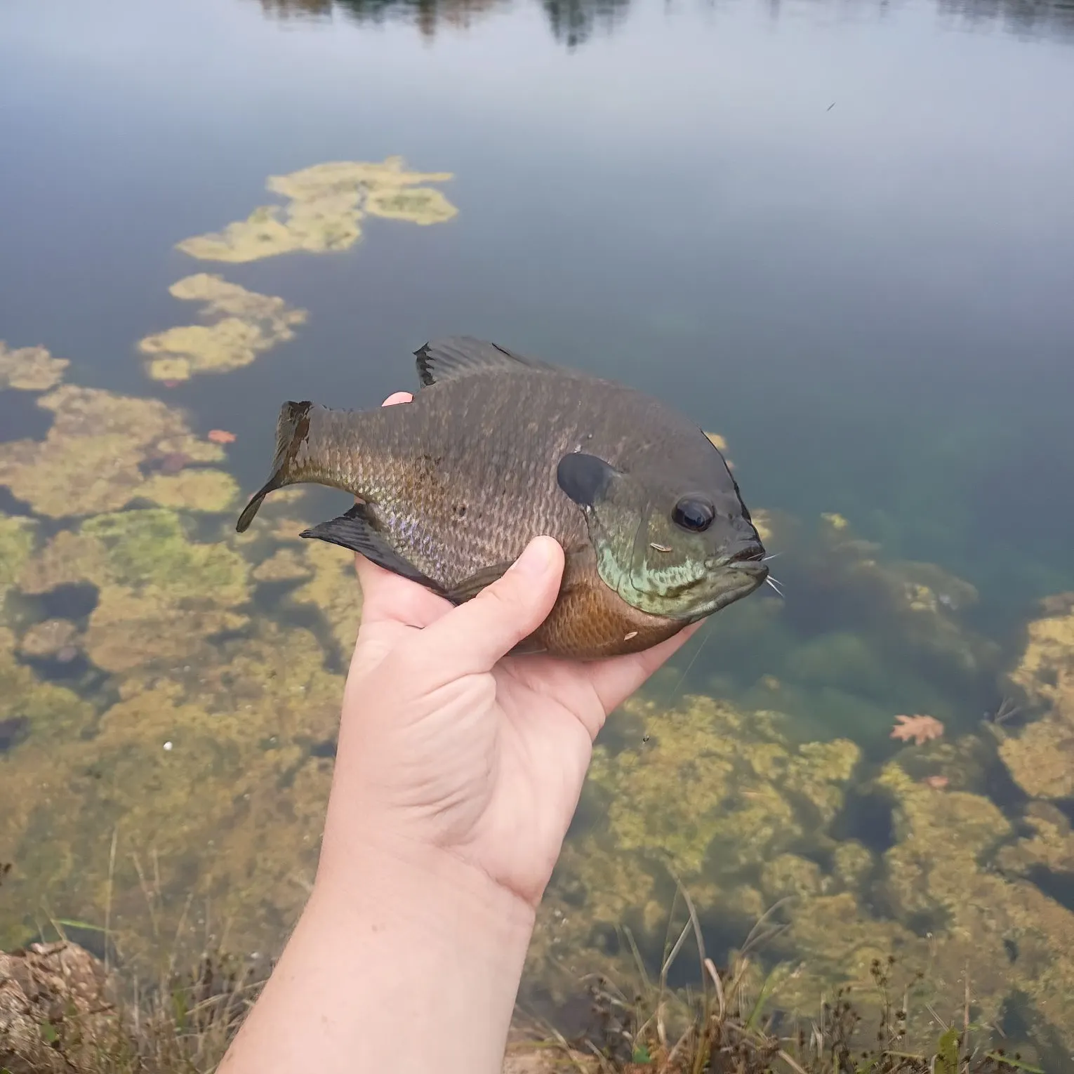 Bluegill caught on Fishbrain