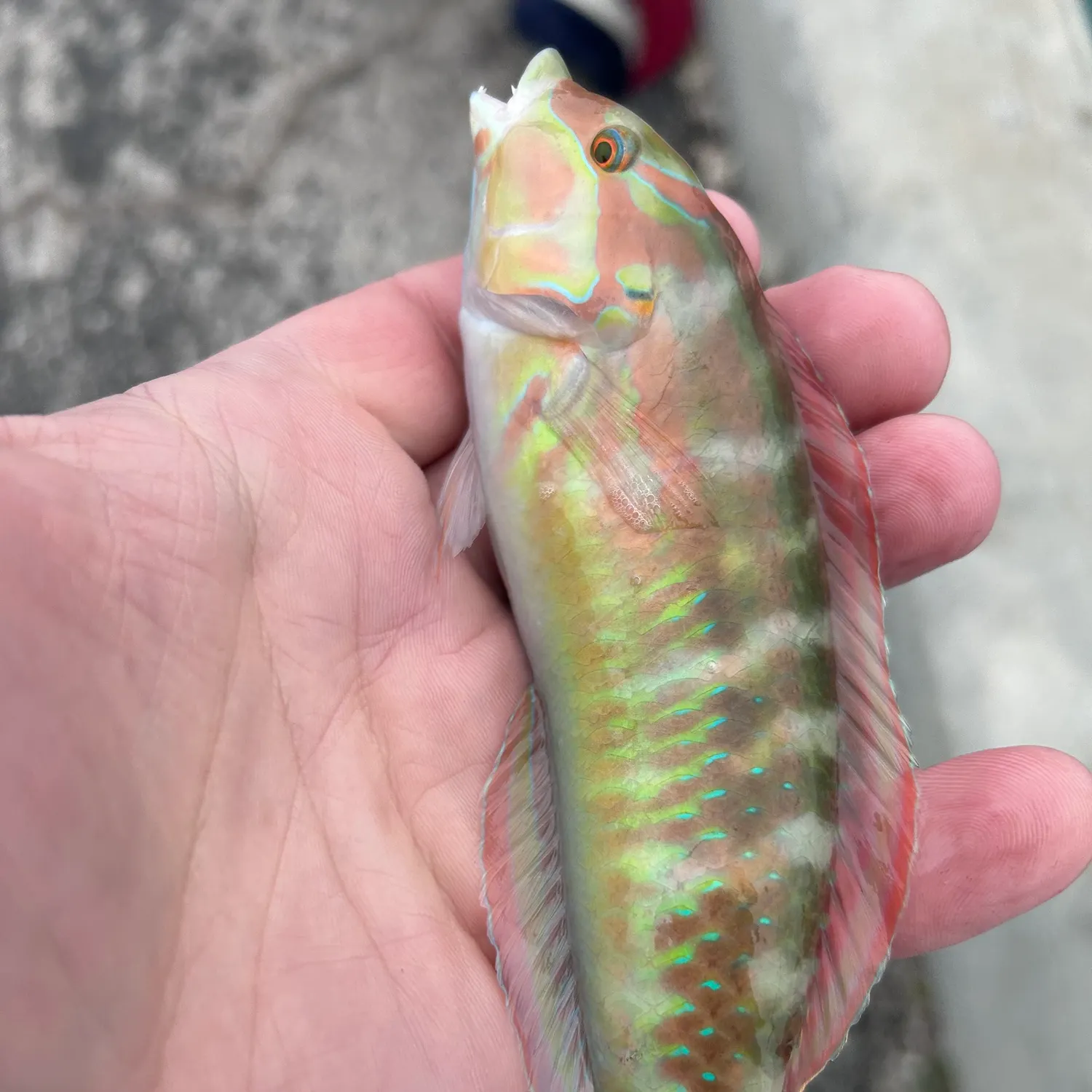 The most popular recent Blue-barred parrotfish catch on Fishbrain