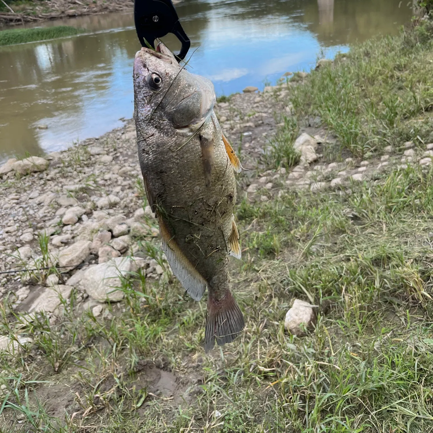 Freshwater drum caught on Fishbrain