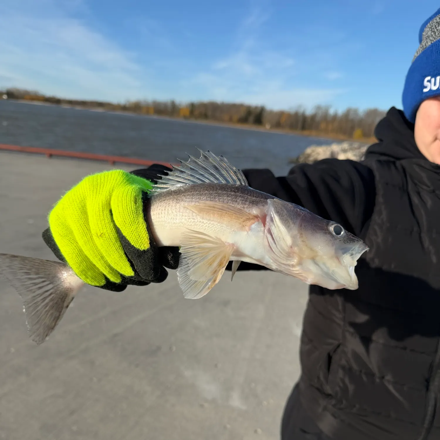 Sauger caught on Fishbrain