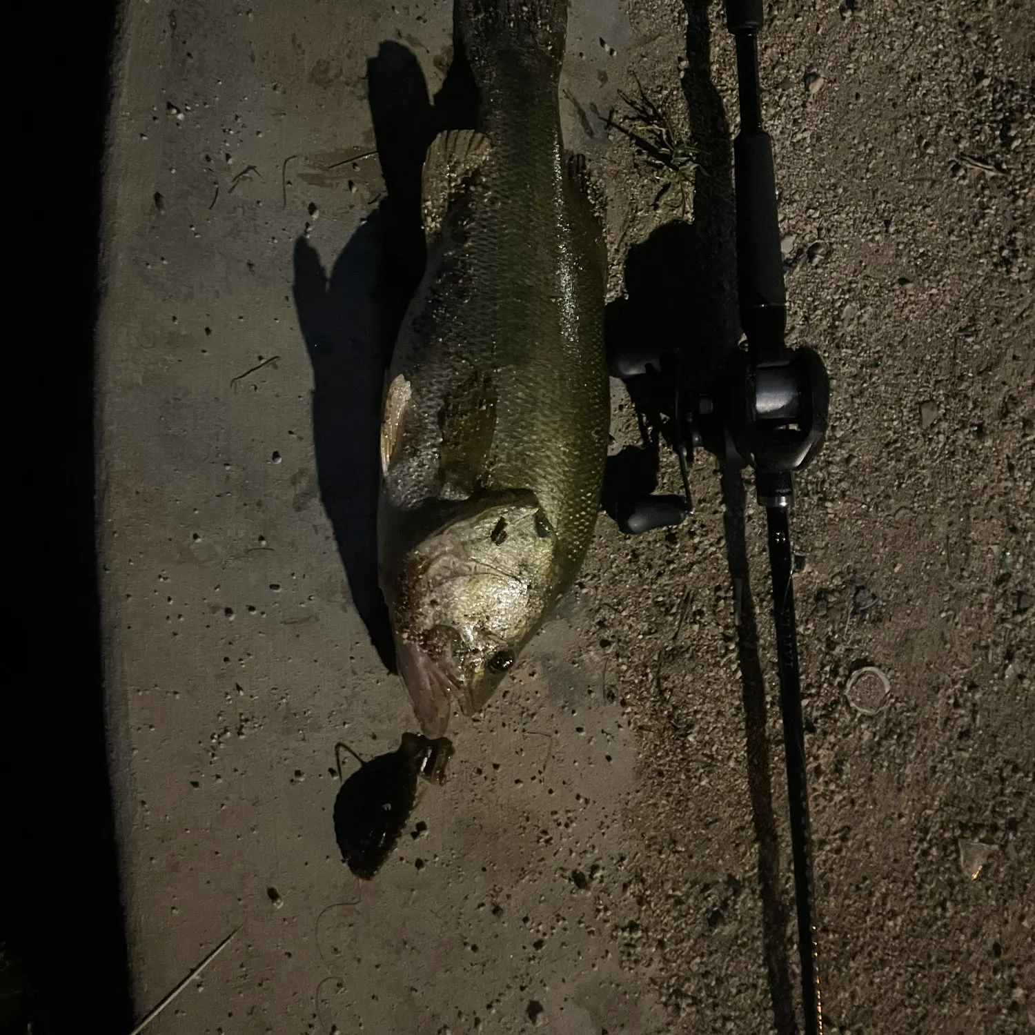 Largemouth bass caught on Fishbrain