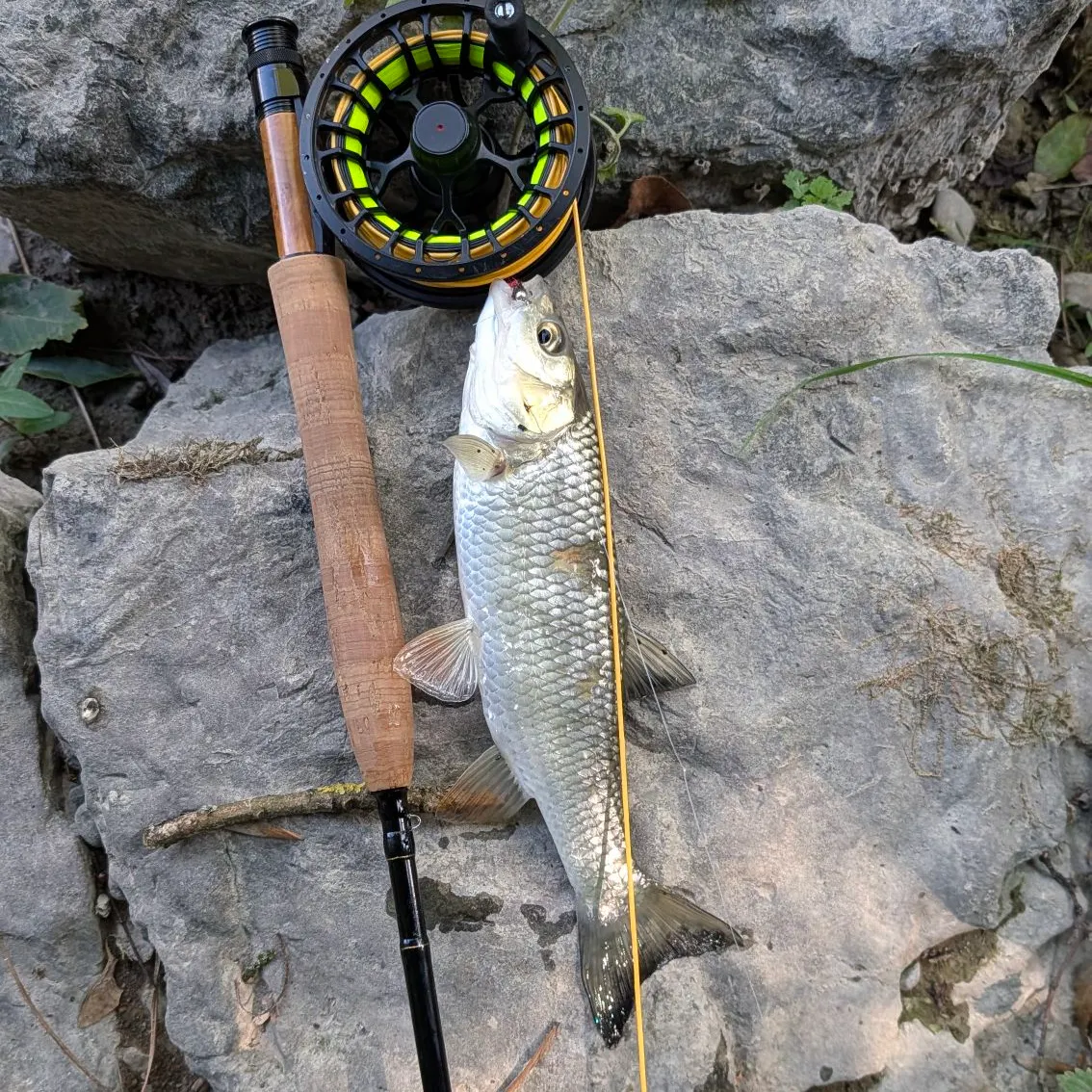 European chub caught on Fishbrain
