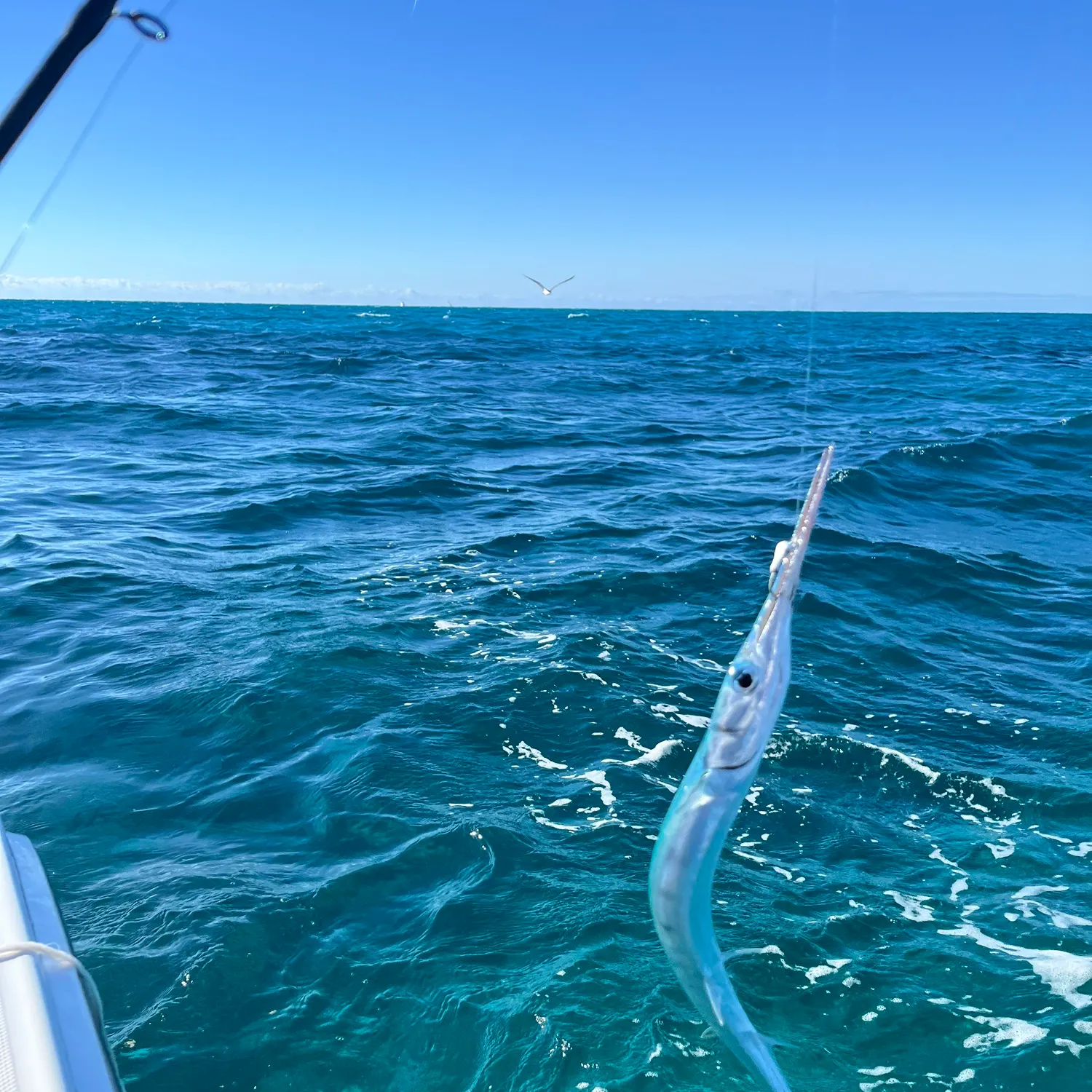 The most recent Hound needlefish catches on Fishbrain