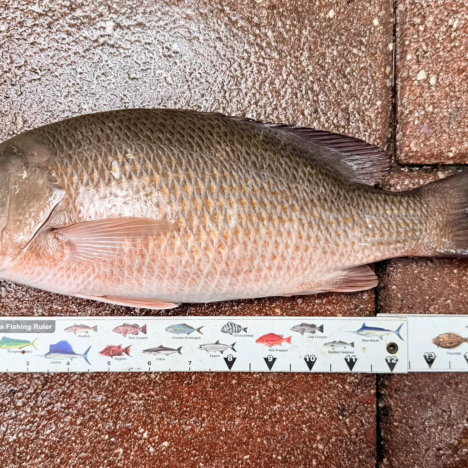 The most recent Cubera snapper catches on Fishbrain