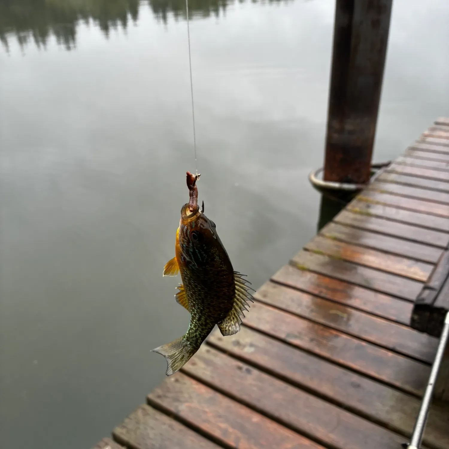 Pumpkinseed caught on Fishbrain