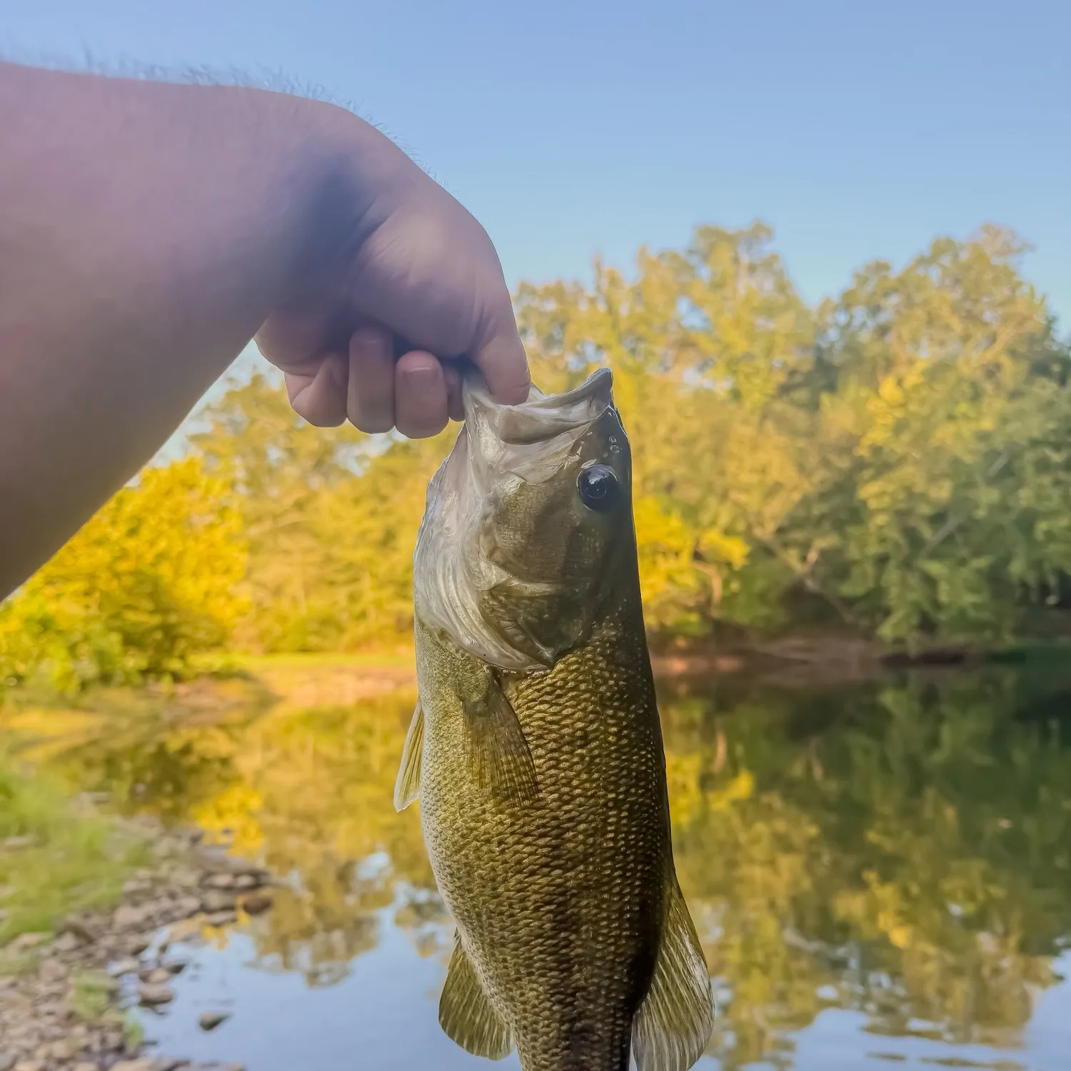 Smallmouth bass caught on Fishbrain