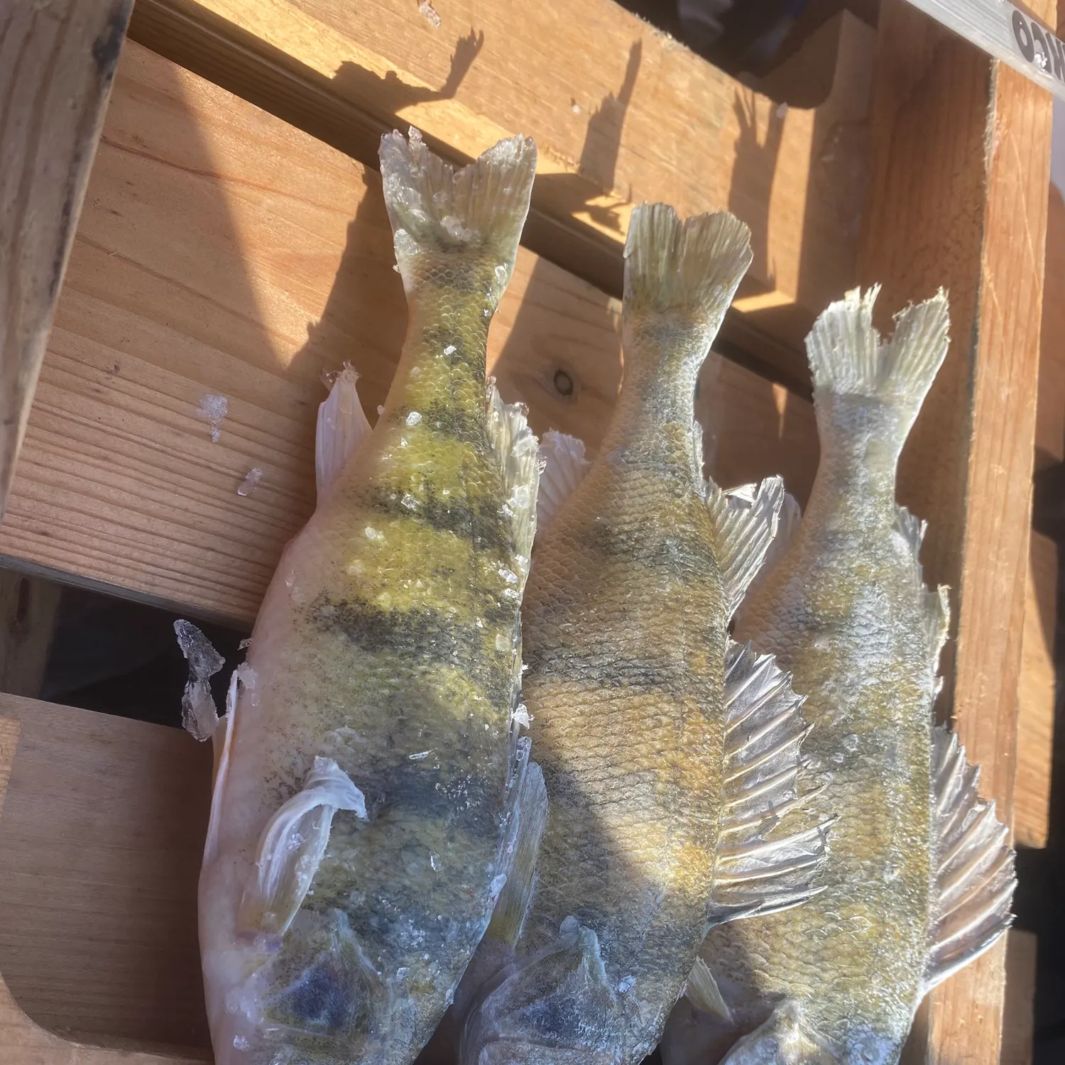 The most recent Yellow perch catches on Fishbrain