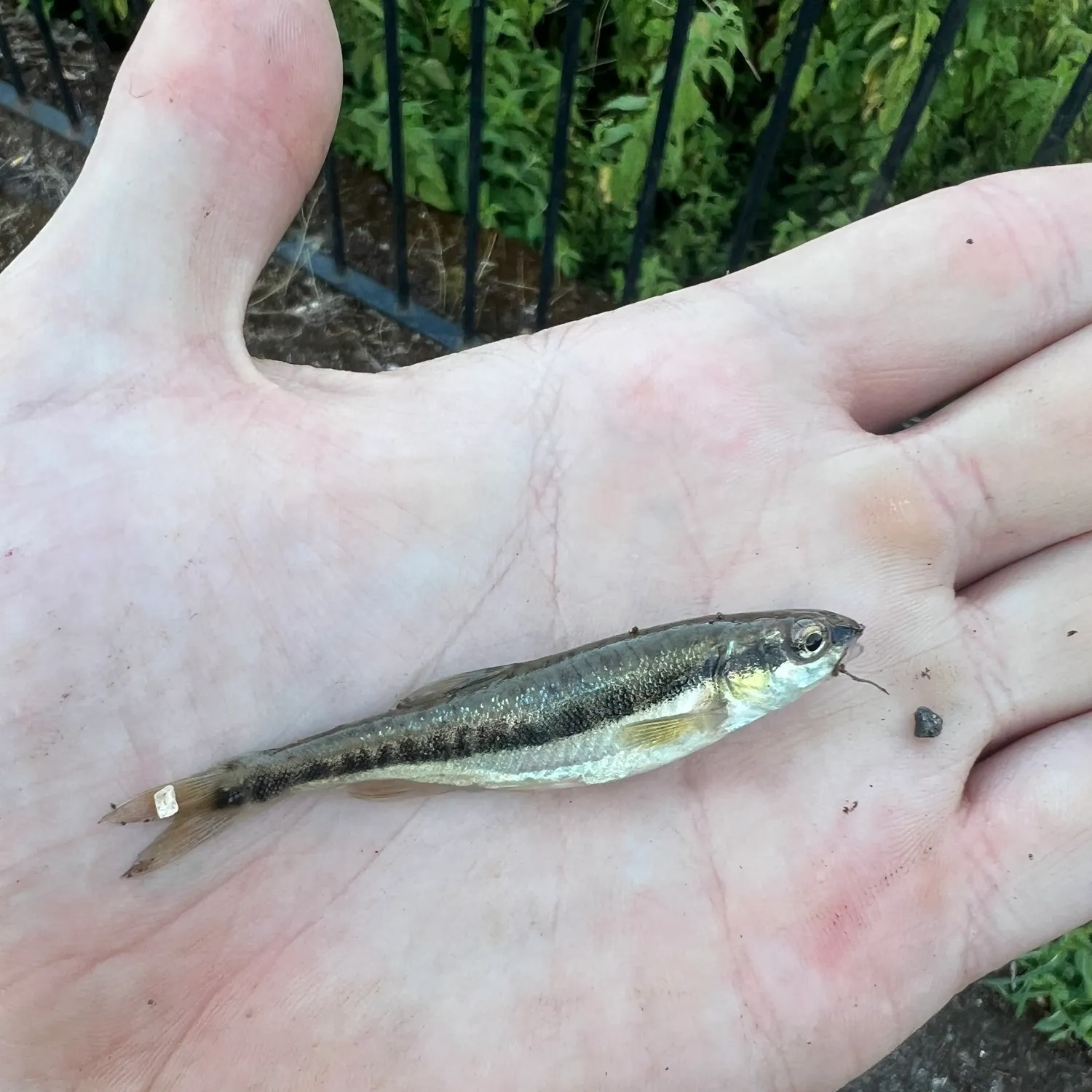 The most recent Eurasian minnow catches on Fishbrain