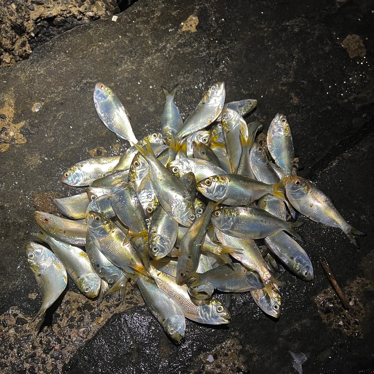 The most recent Atlantic menhaden catches on Fishbrain