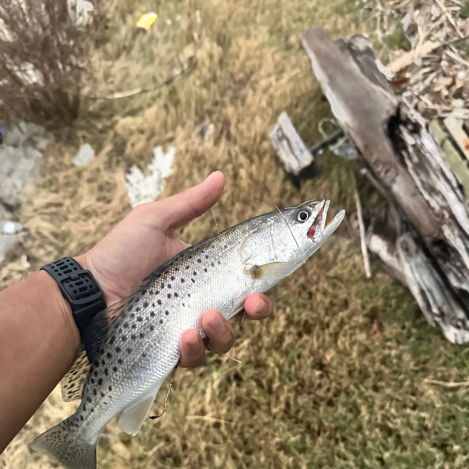 Spotted seatrout caught on Fishbrain