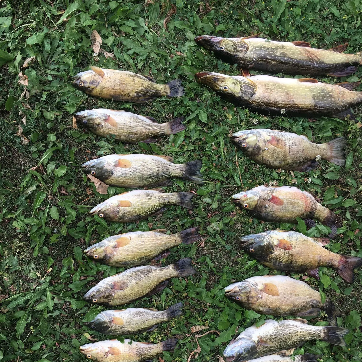 recently logged catches