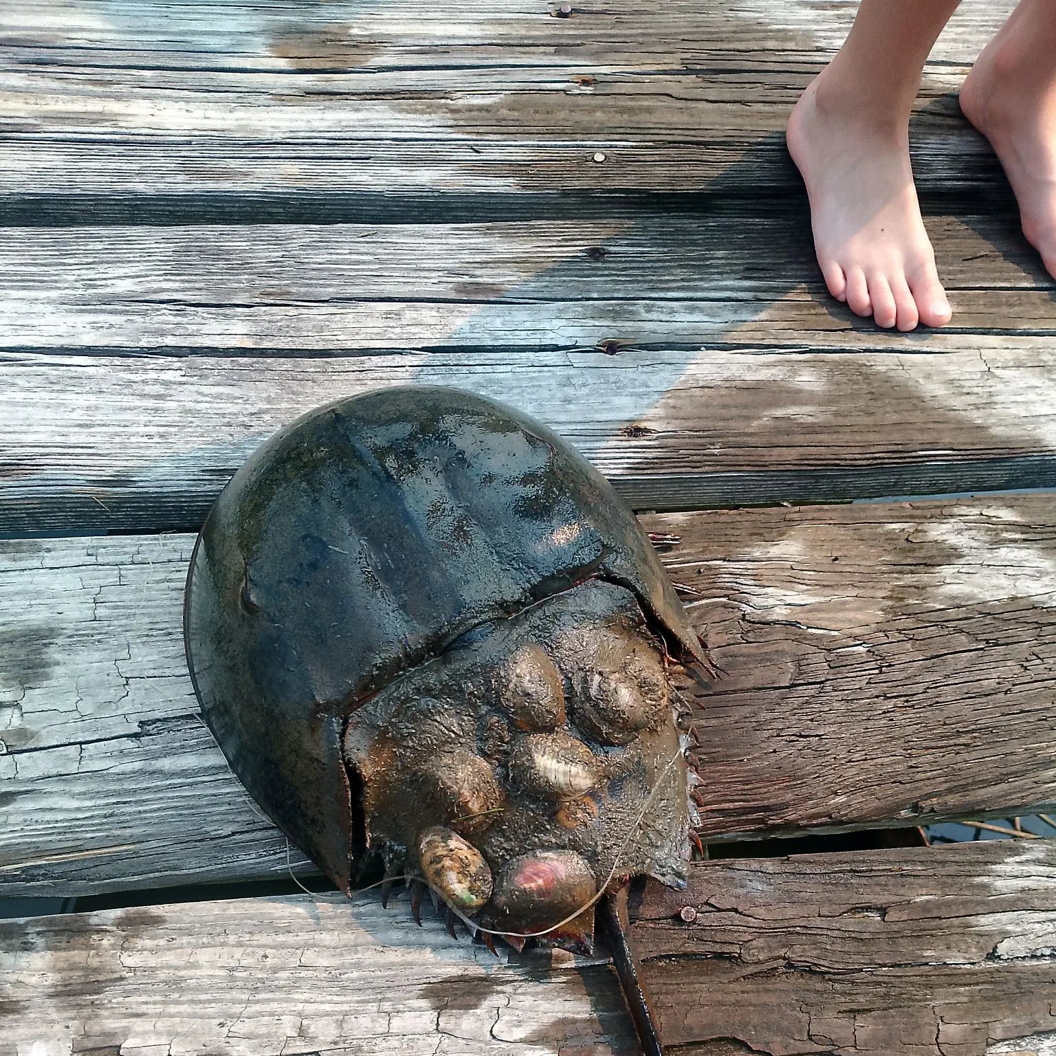 The most recent Atlantic horseshoe crab catches on Fishbrain