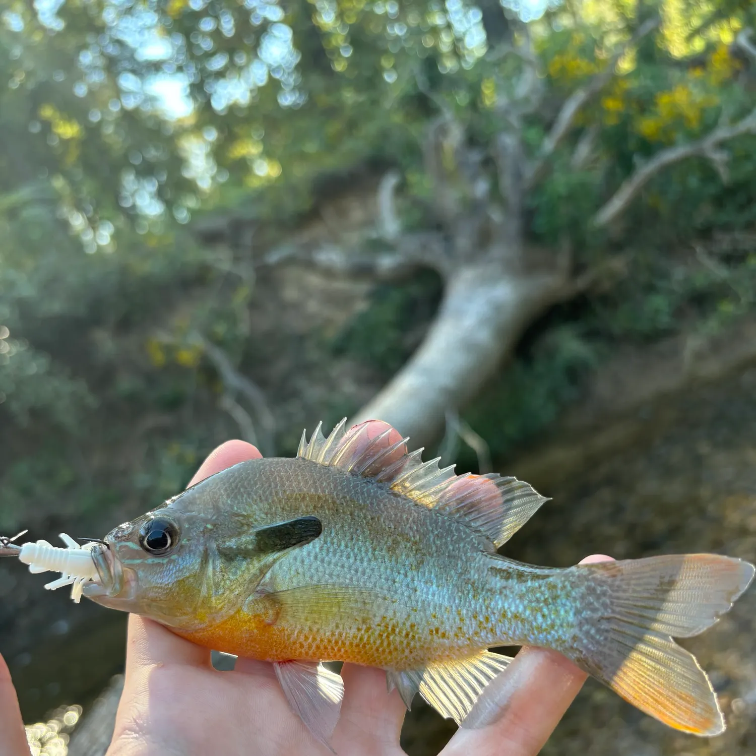 Redbreast sunfish caught on Fishbrain