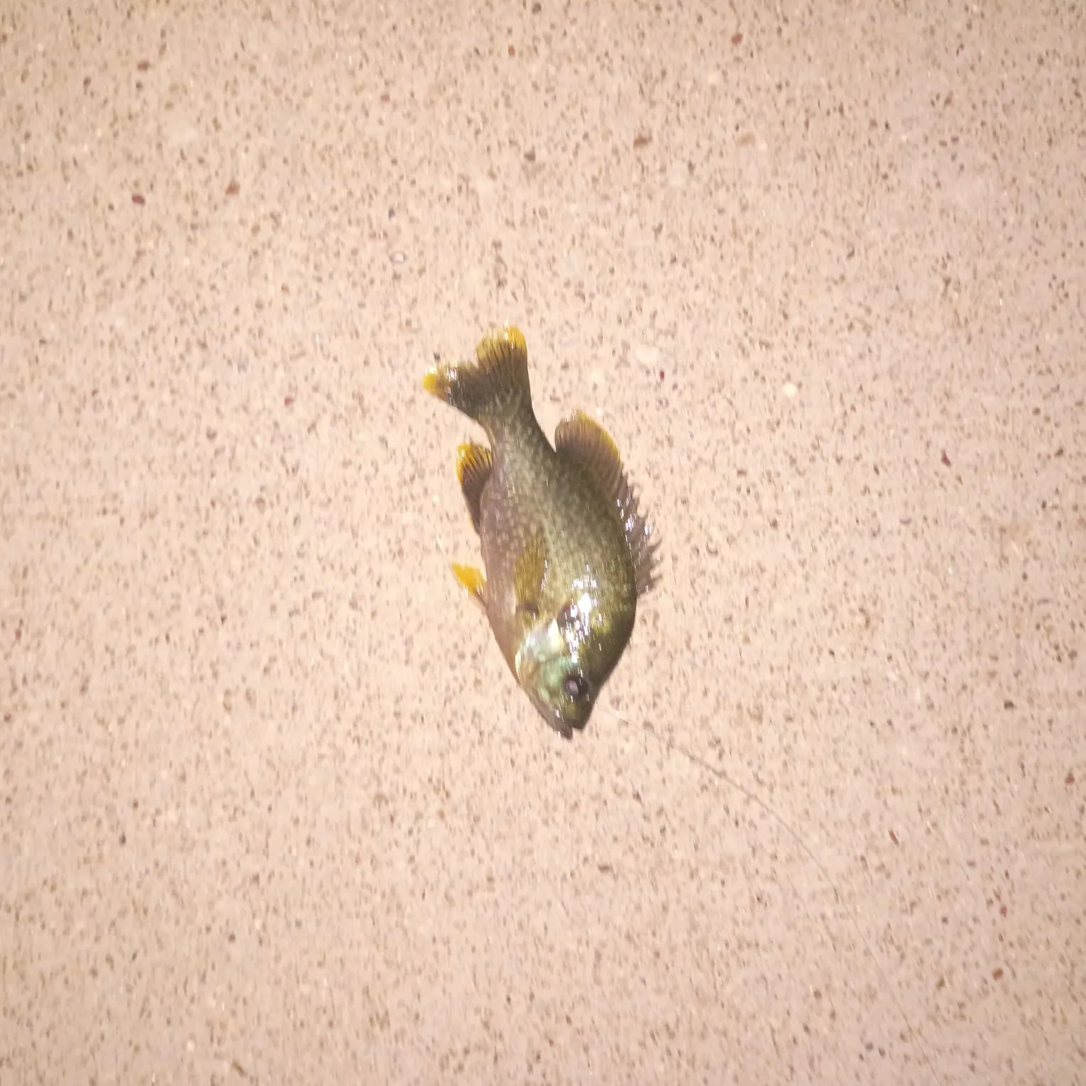 Bluegill caught on Fishbrain