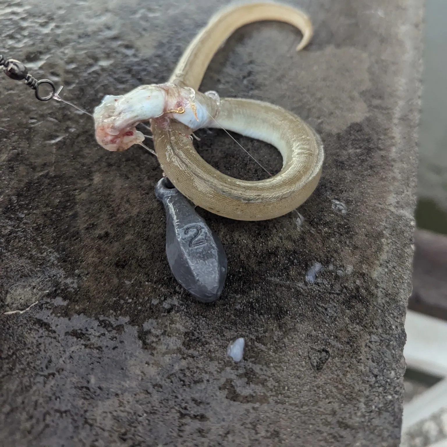 The most recent Shrimp eel catches on Fishbrain