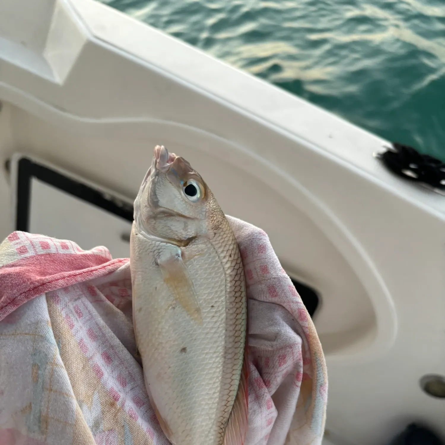 The most recent Spangled emperor catches on Fishbrain