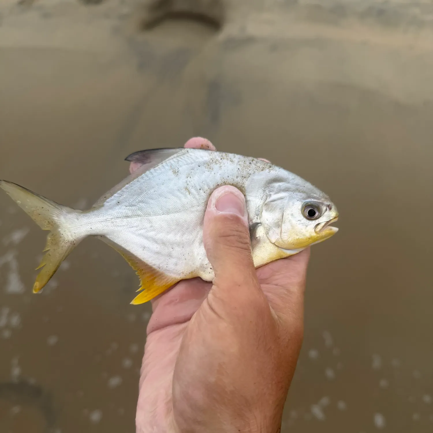 Florida pompano caught on Fishbrain