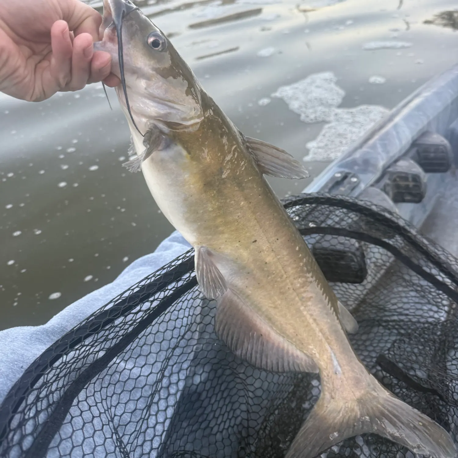 Channel catfish caught on Fishbrain