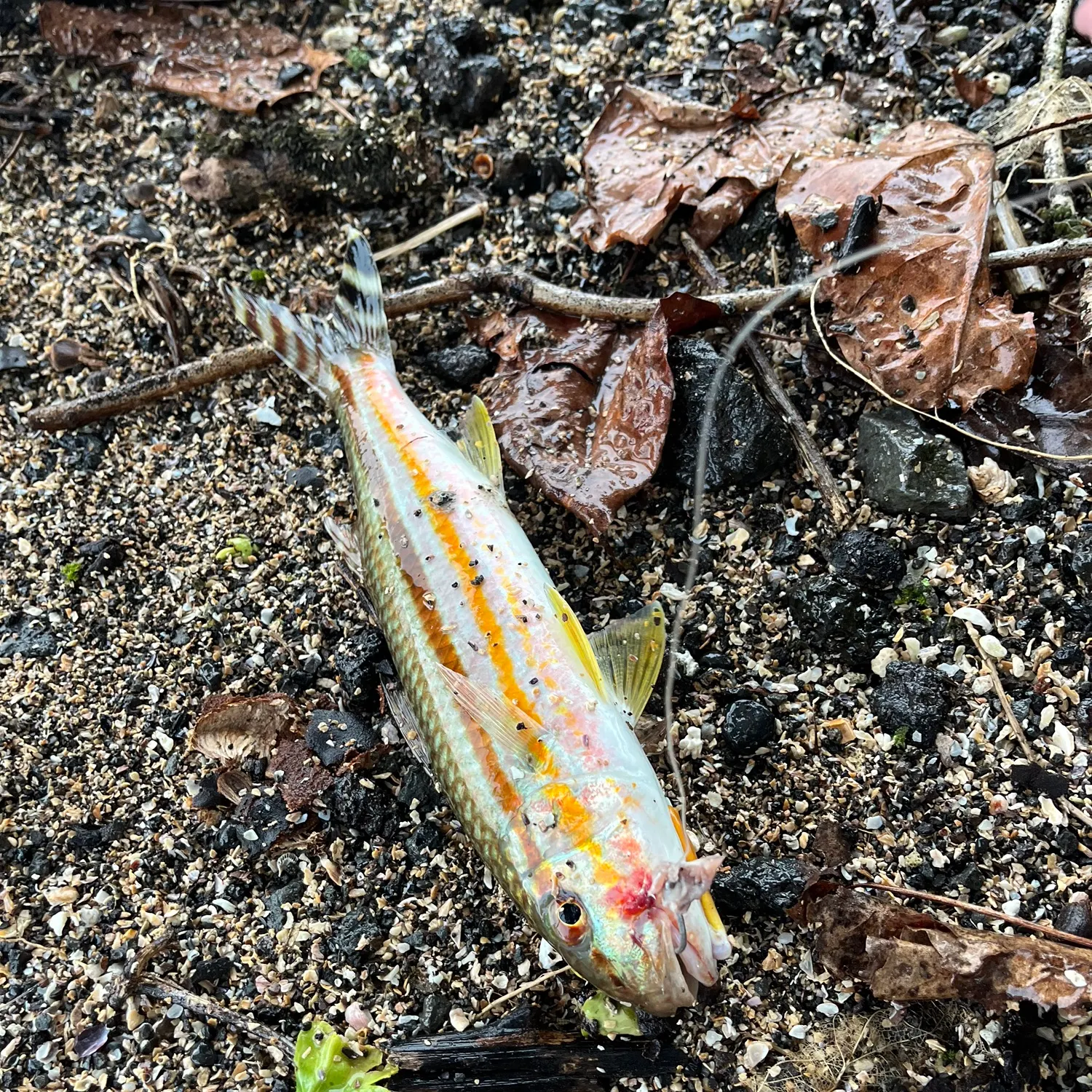 The most popular recent Striped goatfish catch on Fishbrain