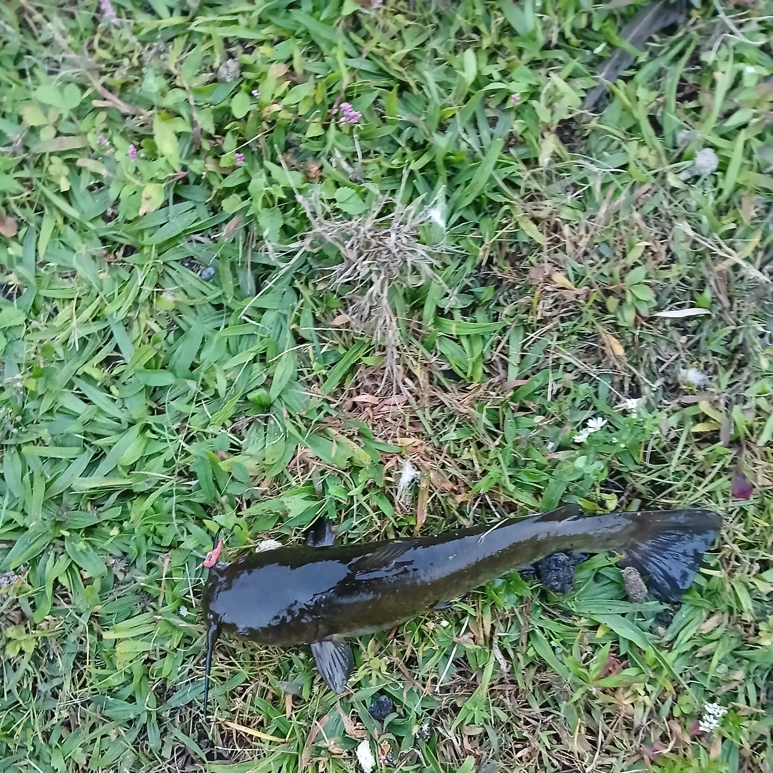 Fish caught on Fishbrain