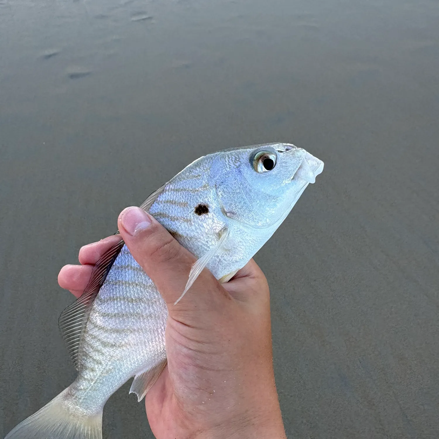 Spot croaker caught on Fishbrain