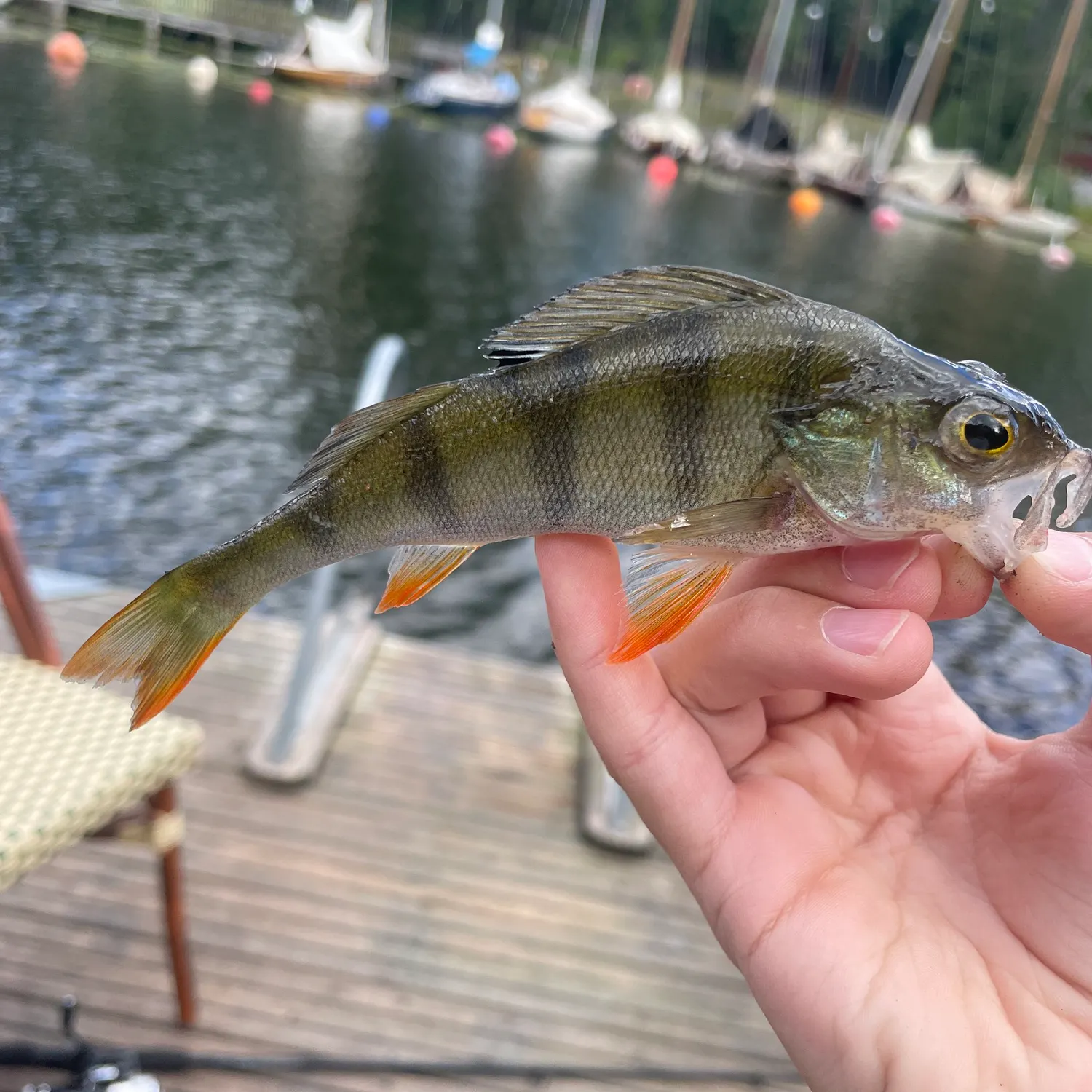 Fish caught on Fishbrain