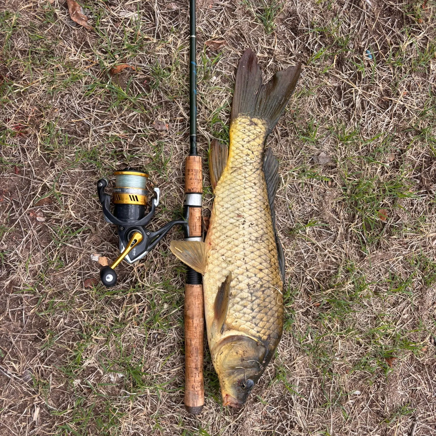 Common carp caught on Fishbrain