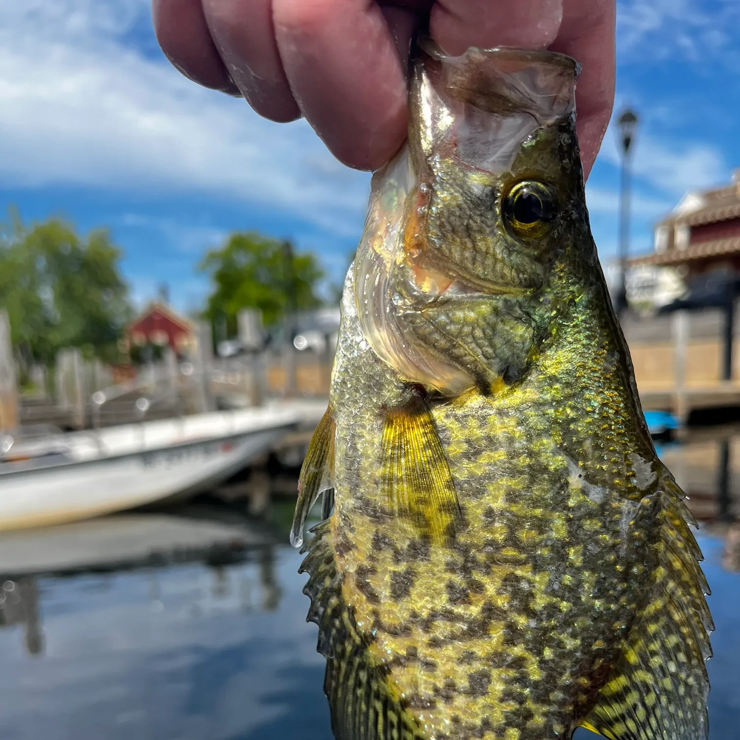 Black crappie caught on Fishbrain