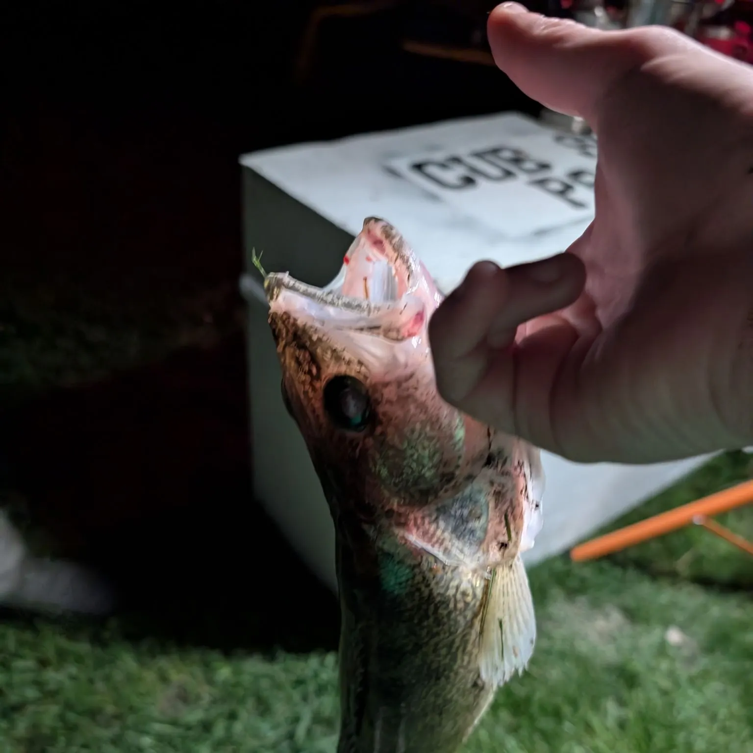 catch