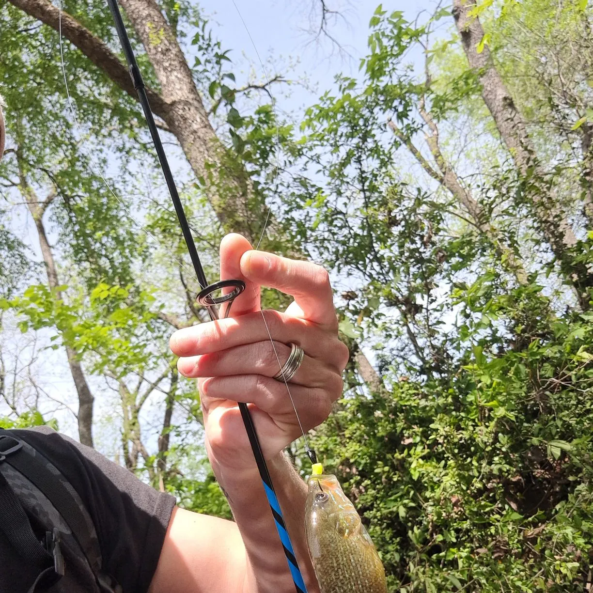 The most recent Green sunfish catches on Fishbrain