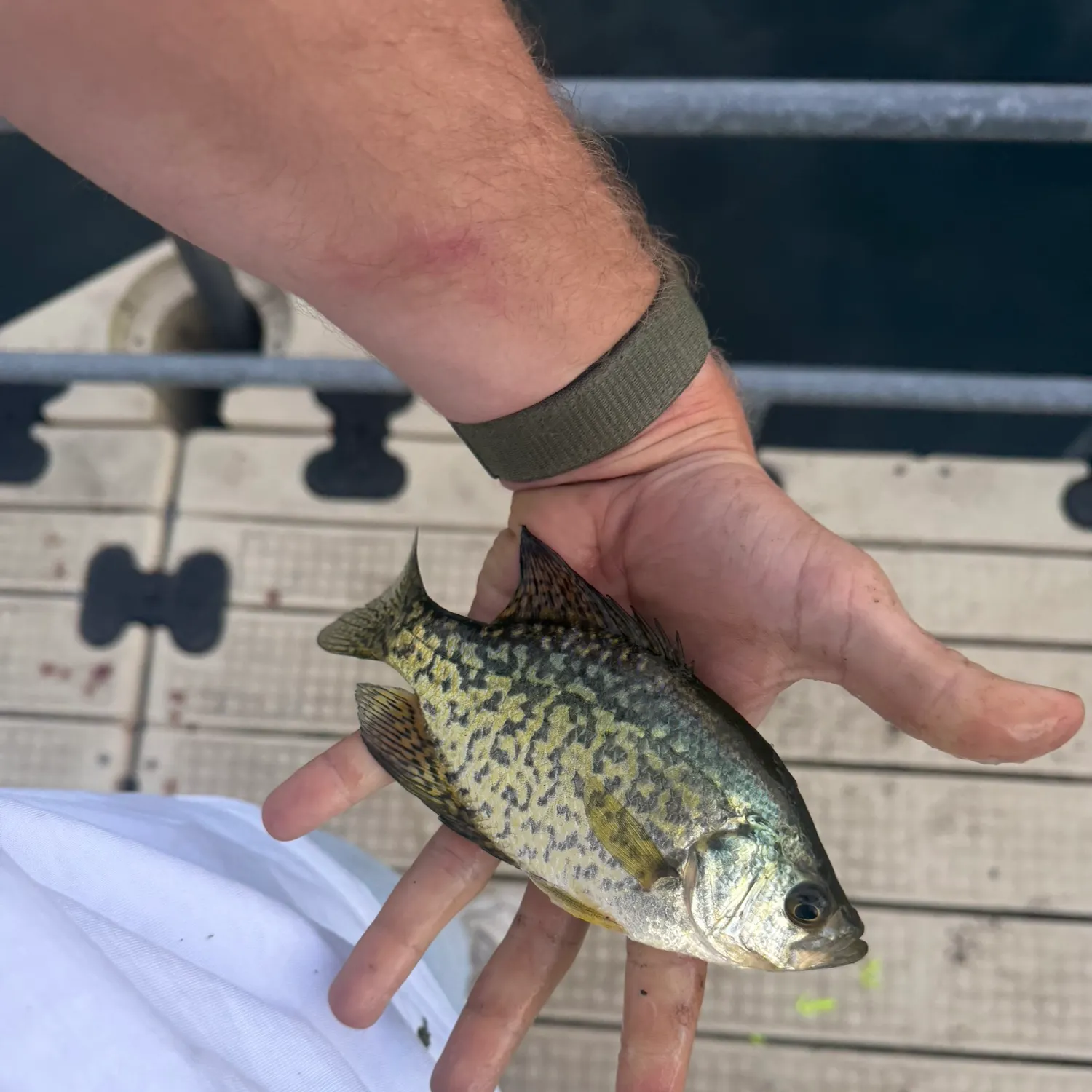 Black crappie caught on Fishbrain