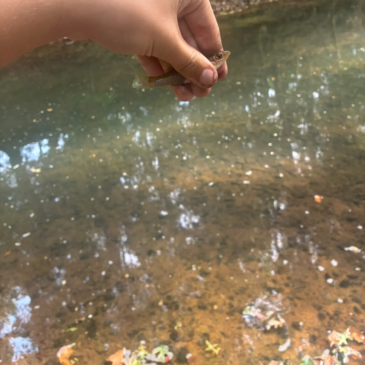 The most recent Banded killifish catches on Fishbrain