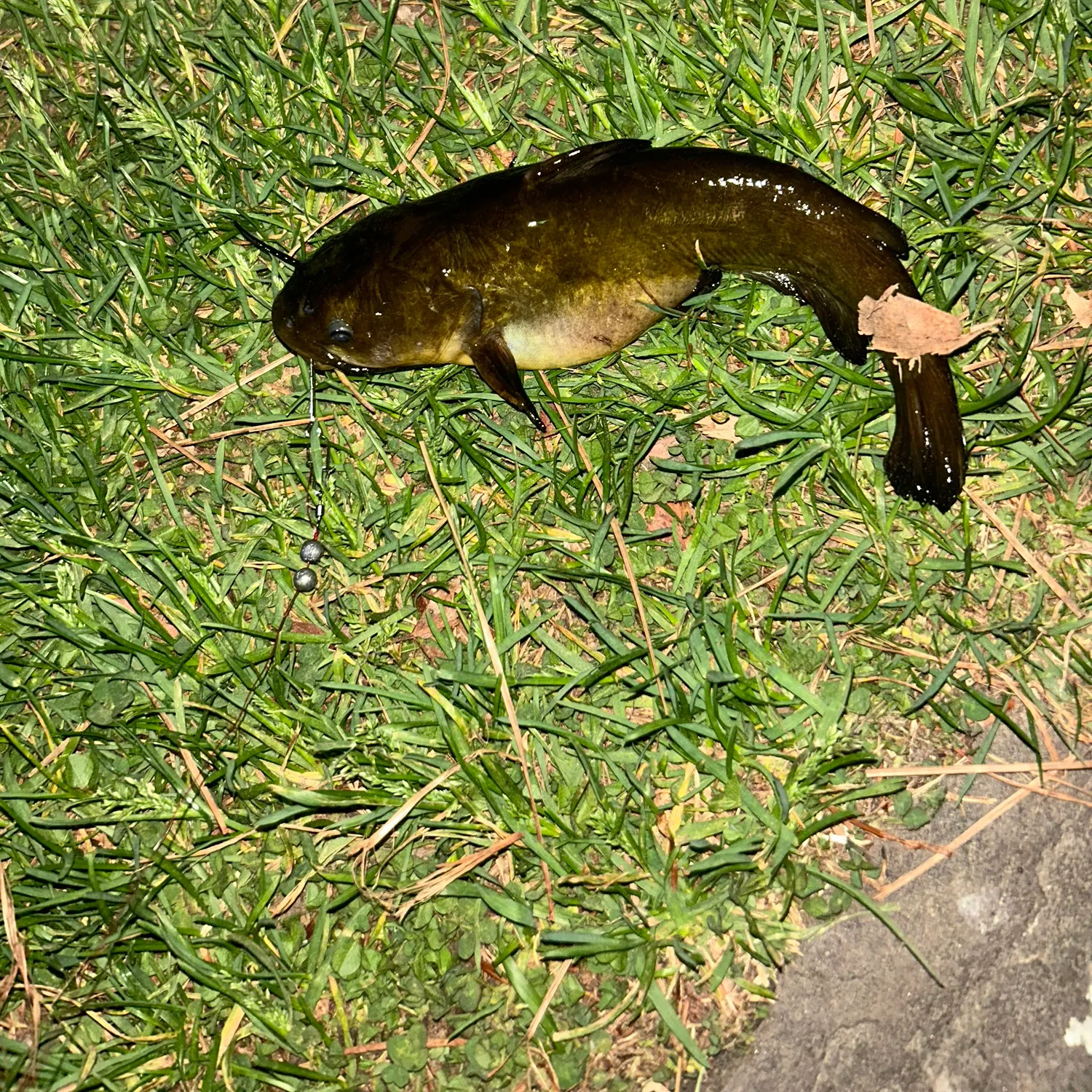 The most recent Yellow bullhead catches on Fishbrain