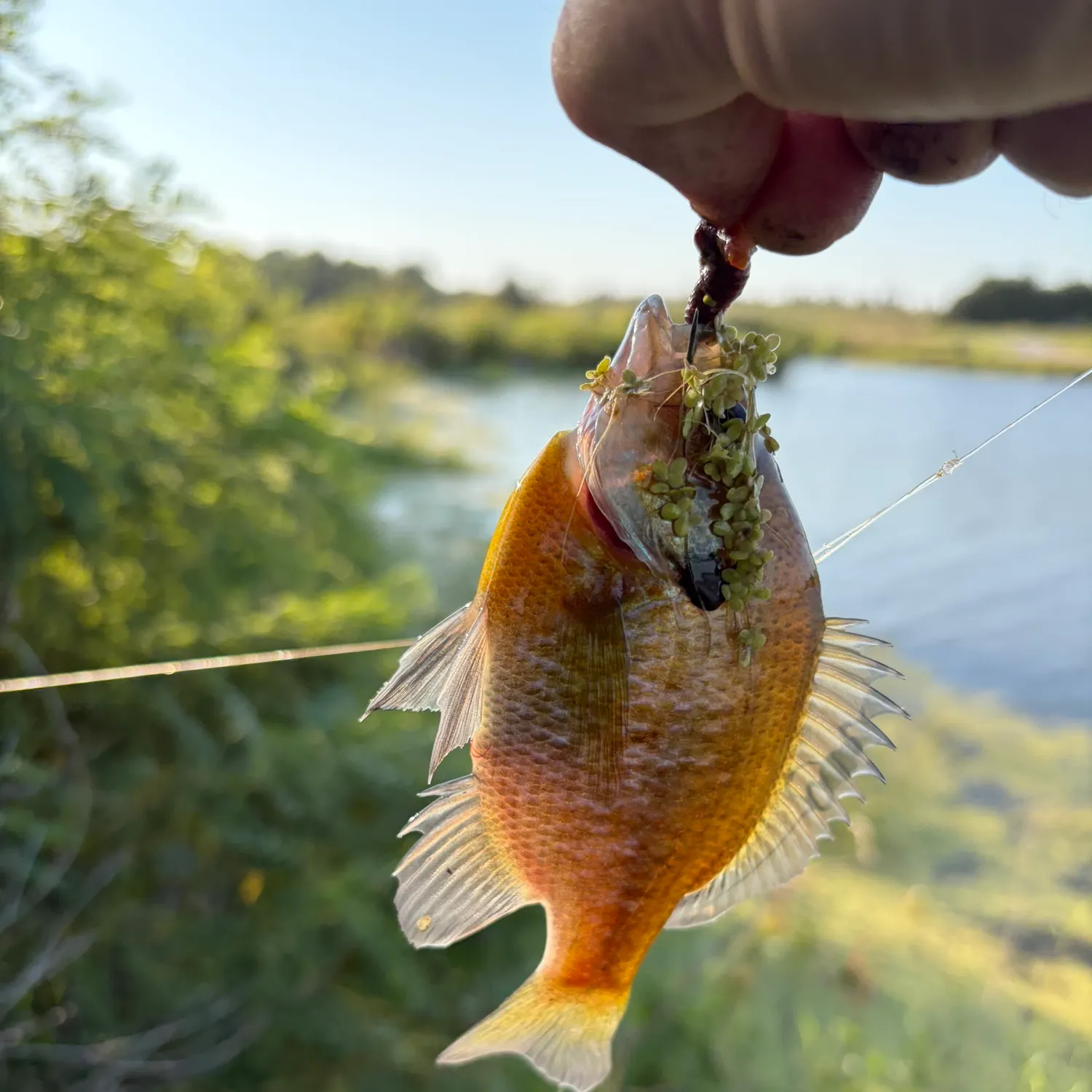 Bluegill caught on Fishbrain
