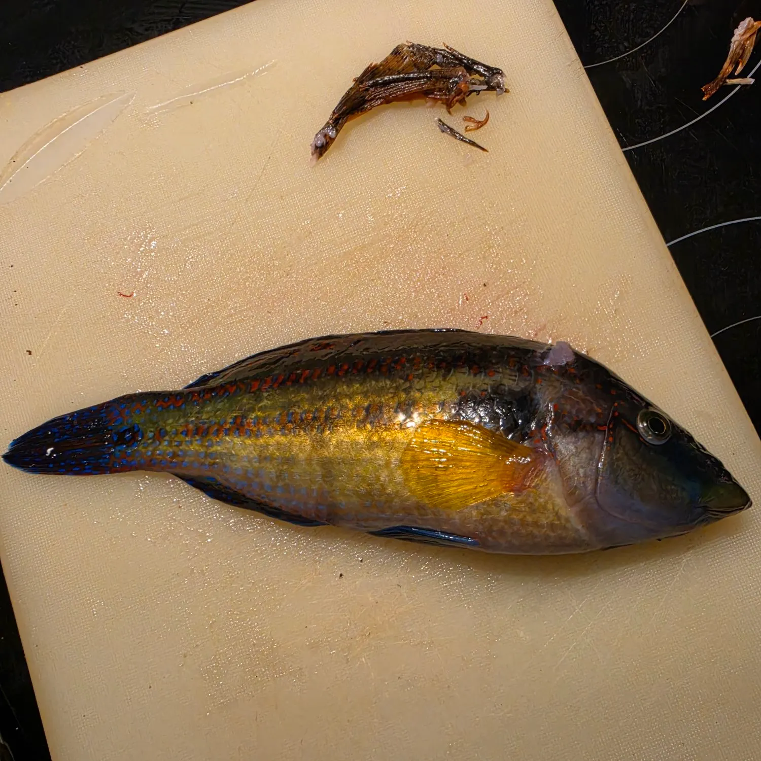 The most recent East Atlantic peacock wrasse catches on Fishbrain