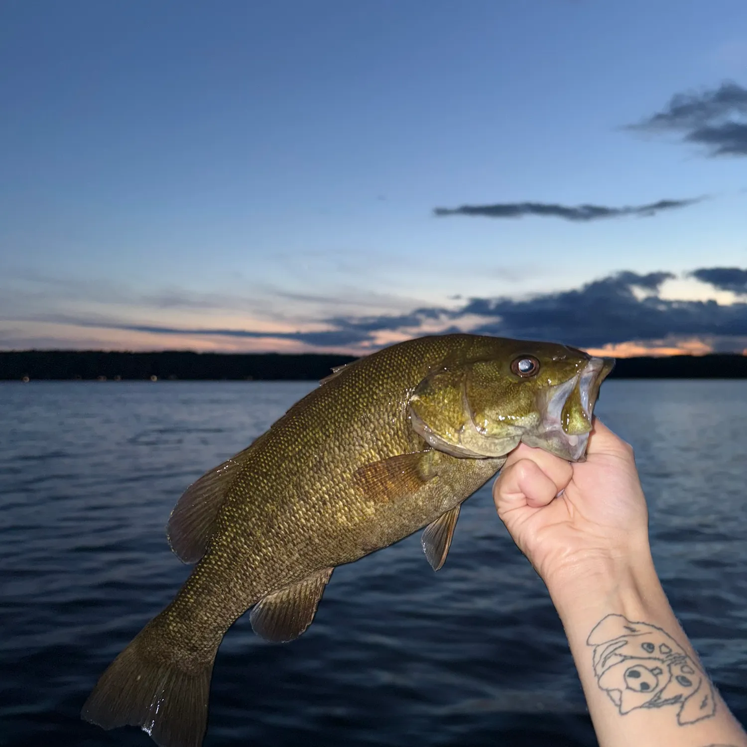 Smallmouth bass caught on Fishbrain