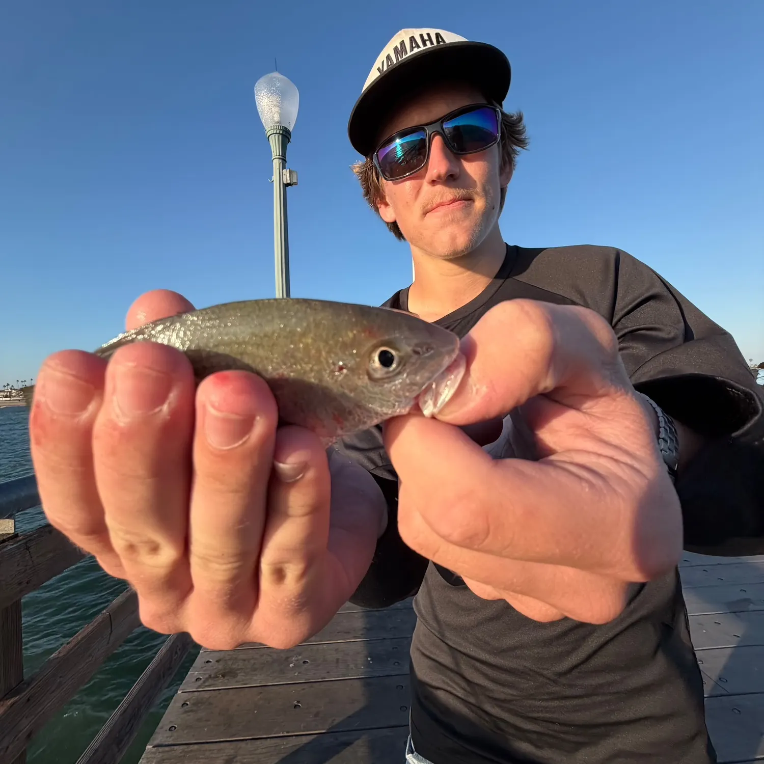 Yellowfin croaker caught on Fishbrain