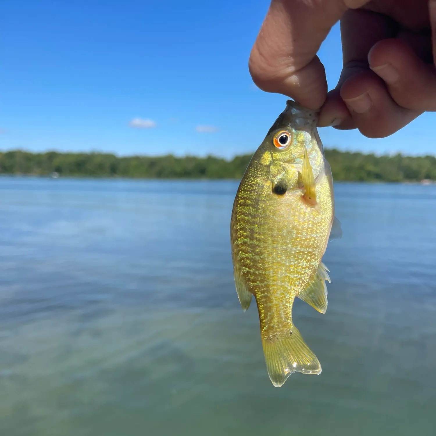 Greengill hybrid caught on Fishbrain