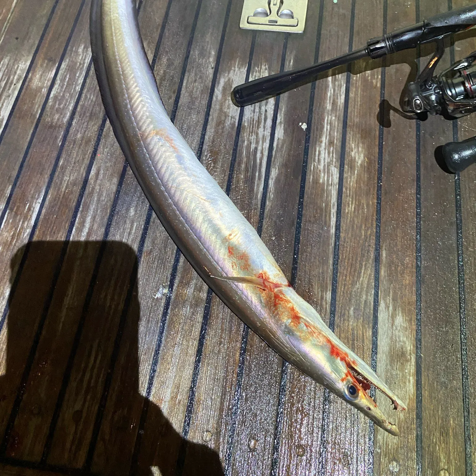 The most recent Common pike conger catches on Fishbrain