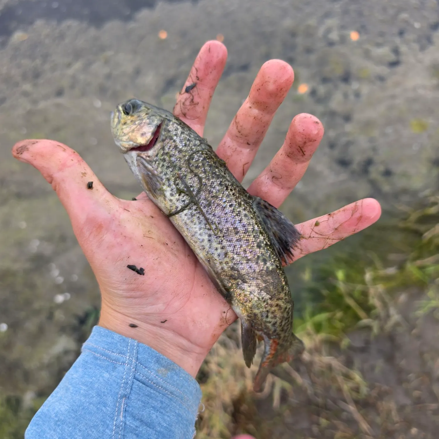 Rainbow trout caught on Fishbrain